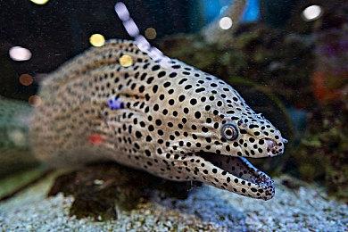 惠普印度市场调查：接近70%的玩家更喜欢PC游戏